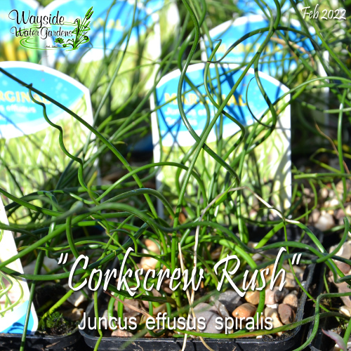 Corkscrew Rush (Juncus effusus spiralis) Wayside Water Gardens